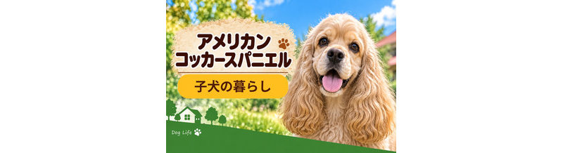 アメリカンコッカースパニエルの子犬を迎えた1週間でやること｜食事・トイレ・生活環境
