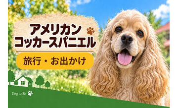 アメリカンコッカースパニエルと旅行するときの持ち物｜移動・宿泊で役立つ犬用品