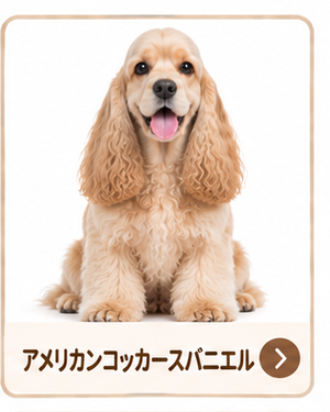 アメリカンコッカースパニエル