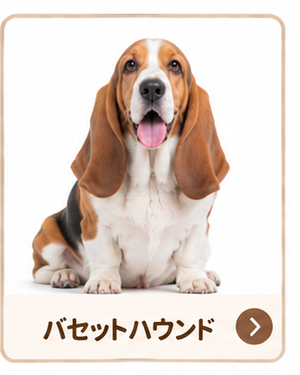 バセットハウンド