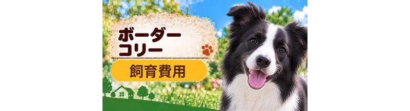ボーダーコリーを飼う費用はいくら？初期費用・年間費用・生涯費用を解説