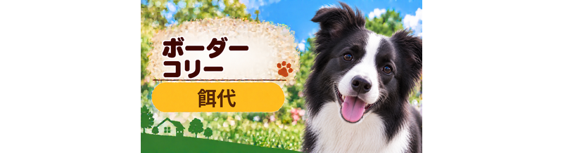 ボーダーコリーの餌代は月いくら？体重からドッグフード代をシミュレーション