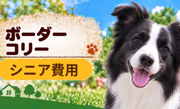 シニア期のボーダーコリーにかかる費用｜食事・医療・介護の準備