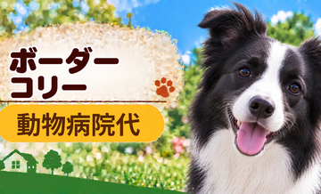 ボーダーコリーの動物病院代は年間いくら？健康診断・予防・急な通院に備える