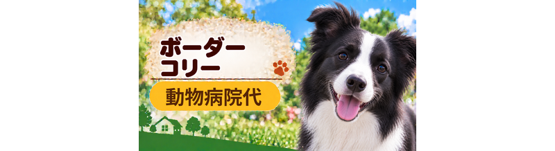 ボーダーコリーの動物病院代は年間いくら？健康診断・予防・急な通院に備える