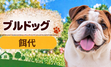 ブルドッグの餌代は月いくら？体重からドッグフード代をシミュレーション