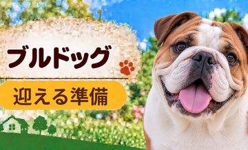ブルドッグを迎えるときに必要なもの｜サイズ選びと初期費用