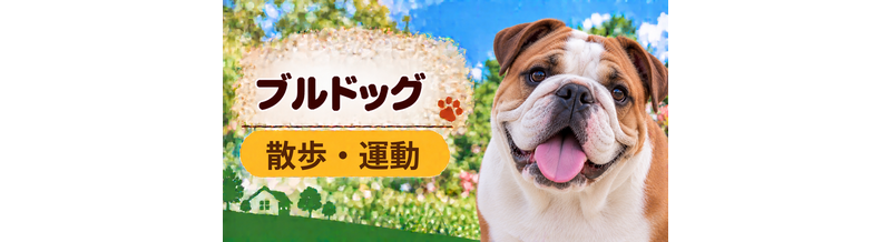 ブルドッグの散歩時間はどのくらい？運動量と毎日の暮らし方