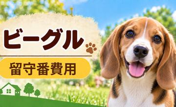 ビーグルの留守番対策にいくらかかる？カメラ・給餌器・シッターを比較