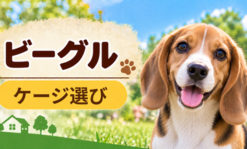 ビーグルのケージサイズはどう選ぶ？成犬時の大きさまで考える