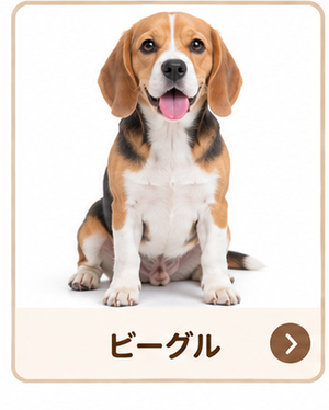 ビーグル