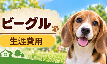 ビーグルの生涯費用はいくら？子犬からシニアまで長期で考える