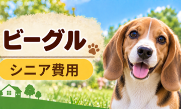 シニア期のビーグルにかかる費用｜食事・医療・介護の準備