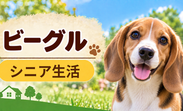 シニア期のビーグルとの暮らし｜食事・運動・介護費用を考える