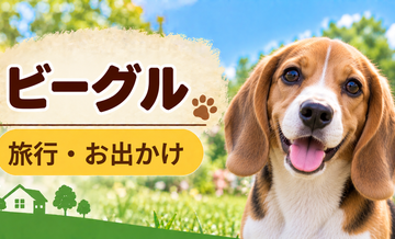 ビーグルと旅行するときの持ち物｜移動・宿泊で役立つ犬用品