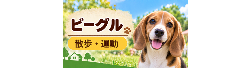 ビーグルの散歩時間はどのくらい？運動量と毎日の暮らし方