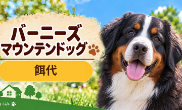 バーニーズマウンテンドッグの餌代は月いくら？体重からドッグフード代をシミュレーション
