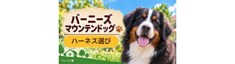 バーニーズマウンテンドッグのハーネス選び｜サイズ測定とフィット感のチェック