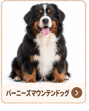 バーニーズマウンテンドッグ