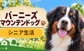 シニア期のバーニーズマウンテンドッグとの暮らし｜食事・運動・介護費用を考える