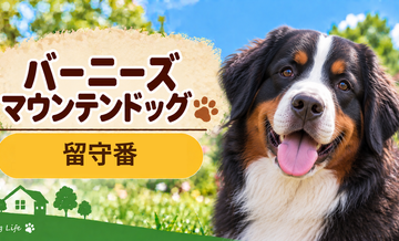 バーニーズマウンテンドッグの留守番環境を整える｜安全対策と便利グッズ