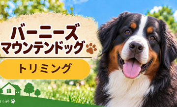 バーニーズマウンテンドッグのトリミング代はいくら？頻度と年間費用を計算