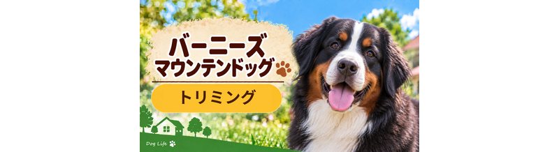 バーニーズマウンテンドッグのトリミング代はいくら？頻度と年間費用を計算