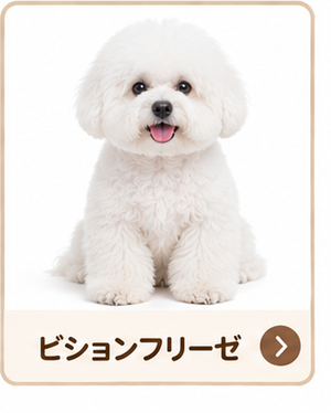 ビションフリーゼ