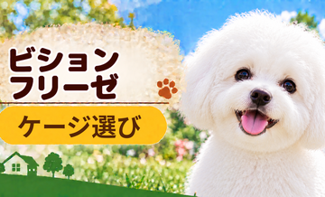 ビションフリーゼのケージサイズはどう選ぶ？成犬時の大きさまで考える