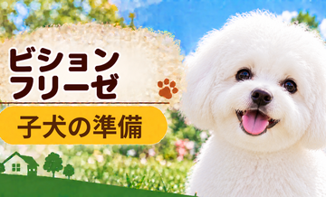 ビションフリーゼの子犬を迎えた1週間でやること｜食事・トイレ・生活環境