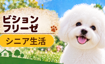 シニア期のビションフリーゼとの暮らし｜食事・運動・介護費用を考える