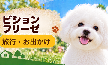 ビションフリーゼと旅行するときの持ち物｜移動・宿泊で役立つ犬用品