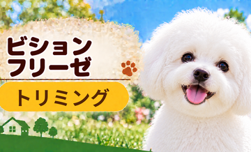 ビションフリーゼのトリミング代はいくら？頻度と年間費用を計算