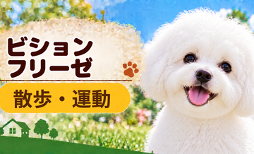 ビションフリーゼの散歩時間はどのくらい？運動量と毎日の暮らし方