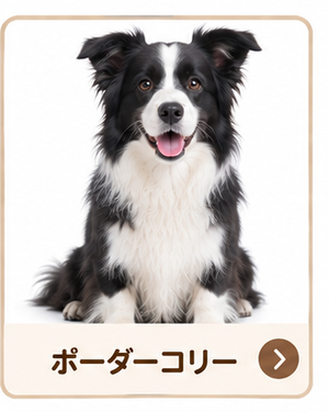 ボーダーコリー