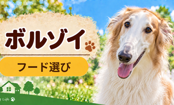 ボルゾイのドッグフードはどう選ぶ？年齢・体格・食べ方に合わせた選び方