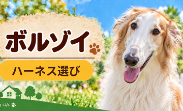 ボルゾイのハーネス選び｜サイズ測定とフィット感のチェック