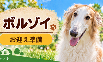 ボルゾイを迎えるときに必要なもの｜サイズ選びと初期費用
