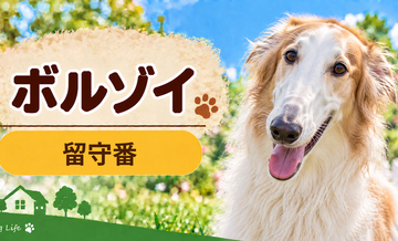 ボルゾイの留守番環境を整える｜安全対策と便利グッズ
