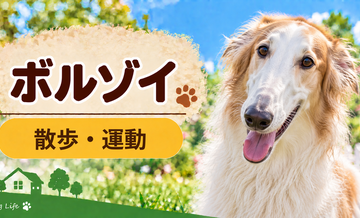 ボルゾイの散歩時間はどのくらい？運動量と毎日の暮らし方