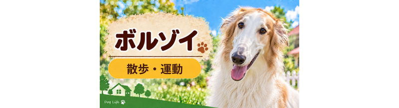 ボルゾイの散歩時間はどのくらい？運動量と毎日の暮らし方