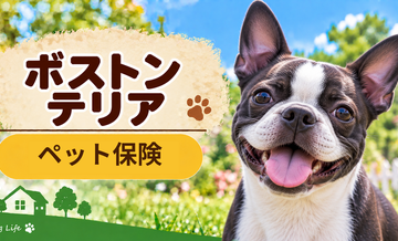 ボストンテリアのペット保険料はいくら？加入前に確認したい補償と費用