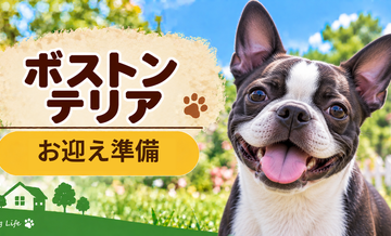 ボストンテリアを迎えるときに必要なもの｜サイズ選びと初期費用