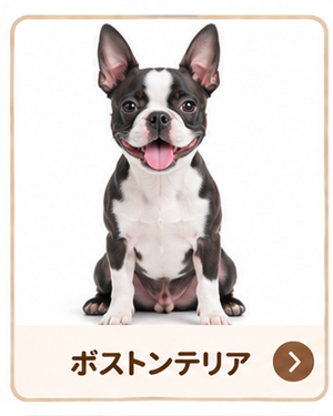 ボストンテリア