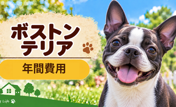 ボストンテリアの年間飼育費はいくら？固定費と臨時出費をまとめて計算