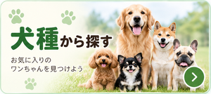 犬種から探す