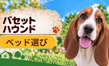 バセットハウンドのベッド選び｜体格・季節・洗いやすさで比較