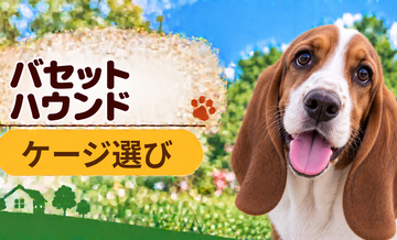 バセットハウンドのケージサイズはどう選ぶ？成犬時の大きさまで考える