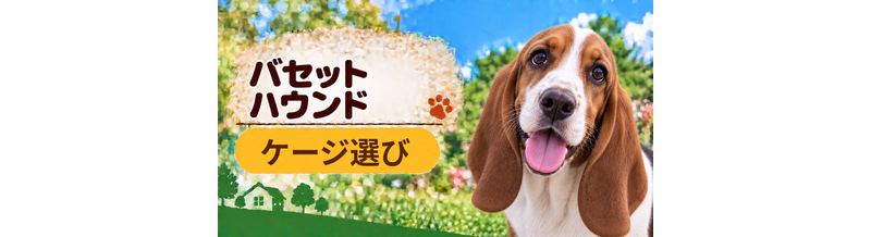 バセットハウンドのケージサイズはどう選ぶ？成犬時の大きさまで考える