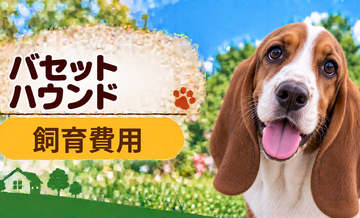 バセットハウンドを飼う費用はいくら？初期費用・年間費用・生涯費用を解説